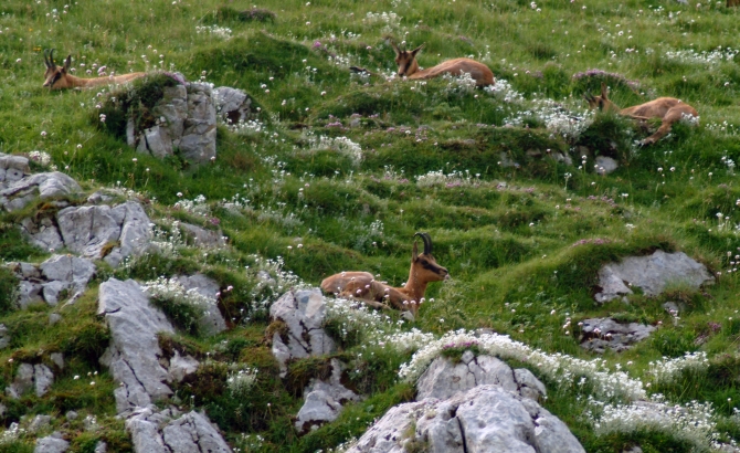 Camoscio d''Abruzzo Rupicapra pyrenaica ornata